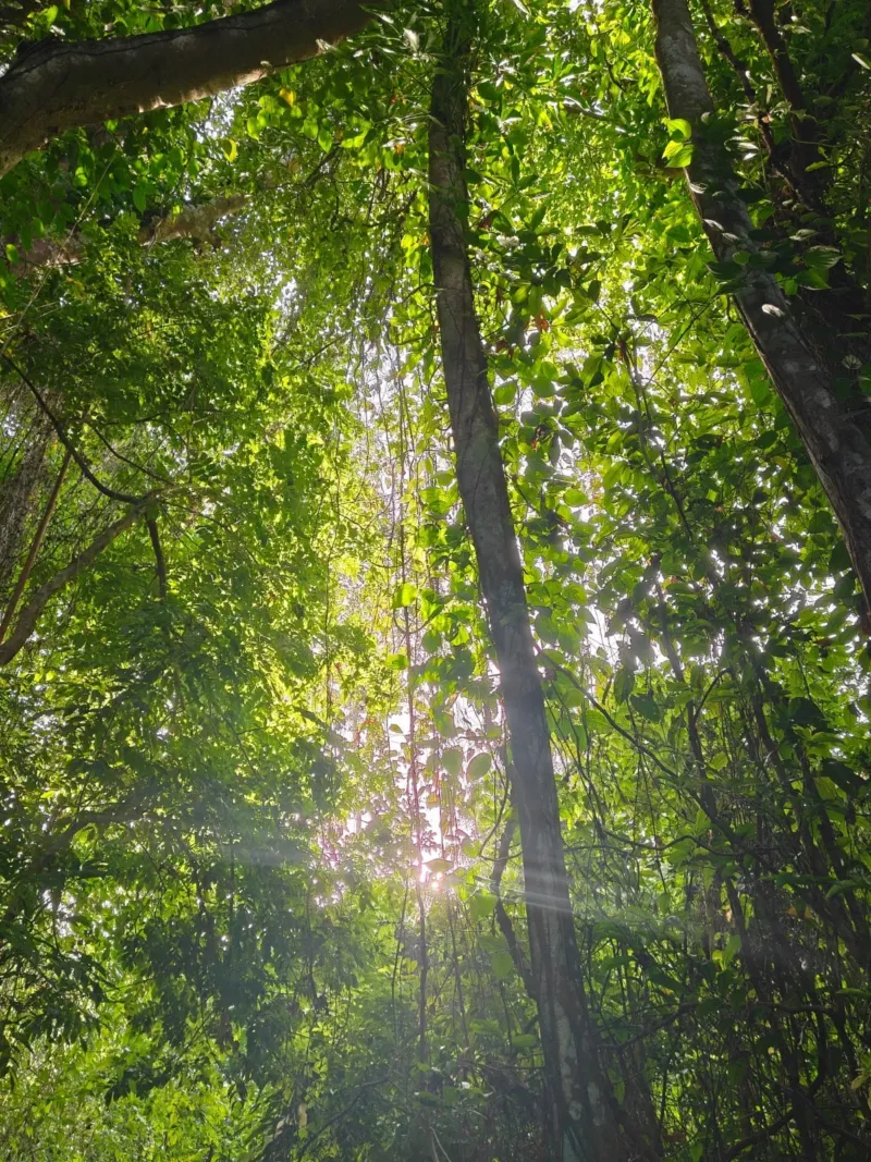 forest